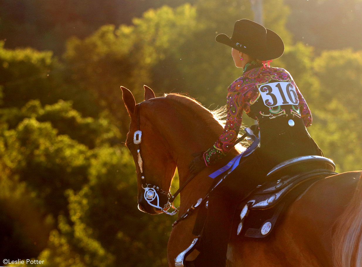 American Saddlebred horse in a western pleasure class