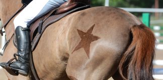 Body clipped horse with a star decoration