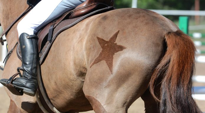 Body clipped horse with a star decoration