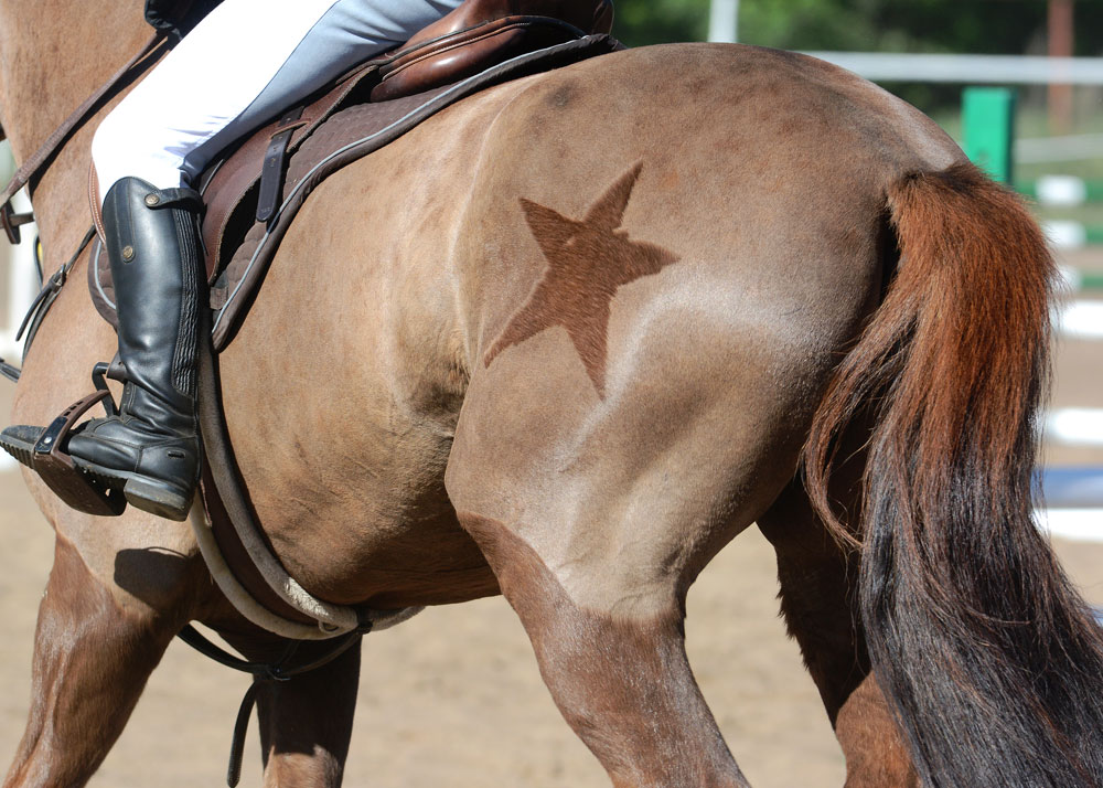 Body clipped horse with a star decoration