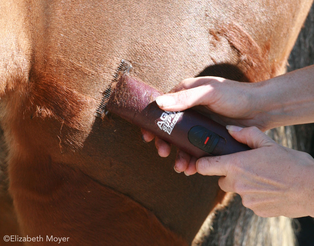 Closeup of body clipping a horse