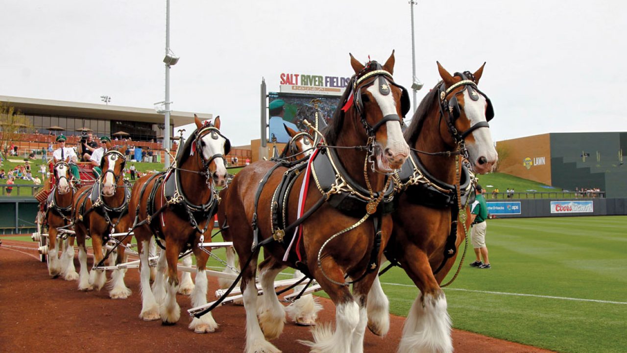 Clydesdale Horses