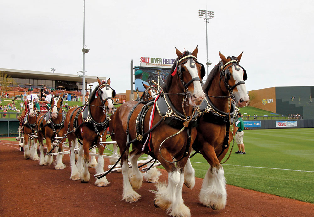 Clydesdale Hitch