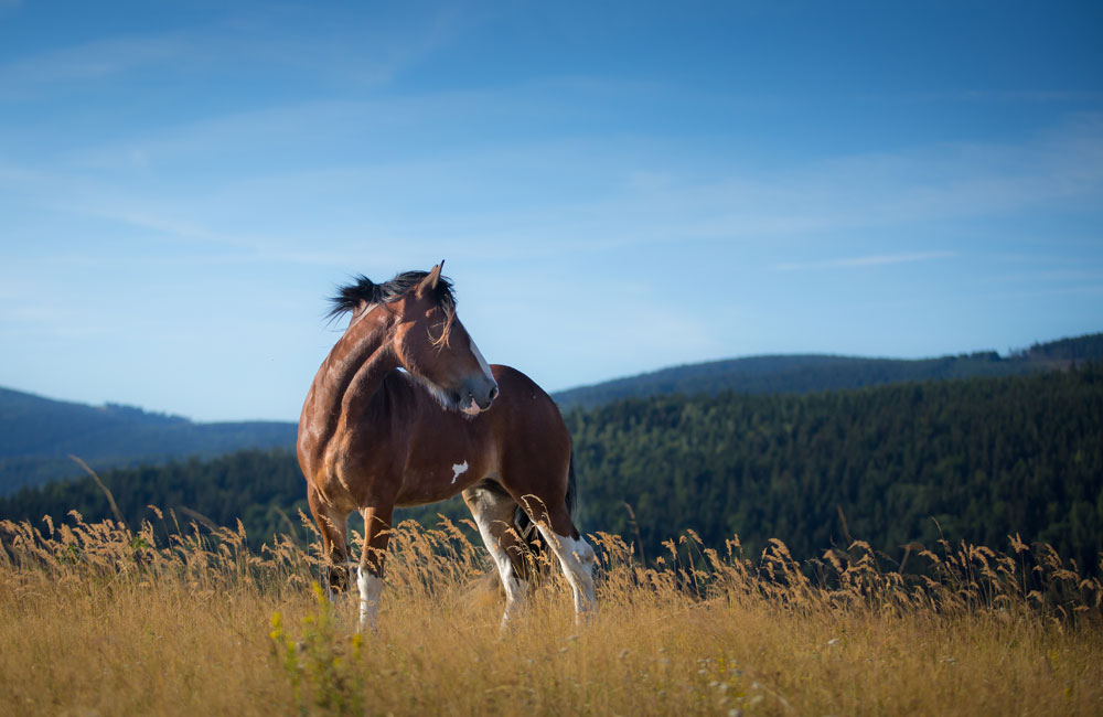 Draft yearling in a field