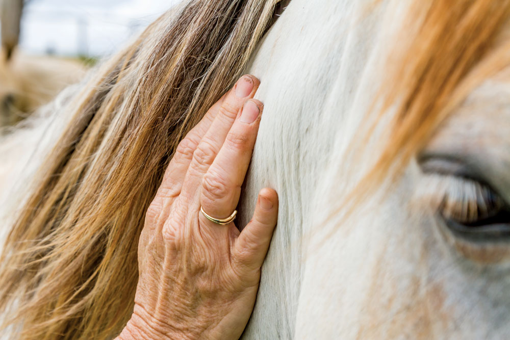 Hand petting a horse