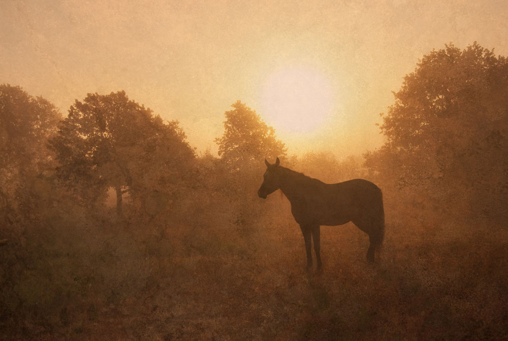 Horse silhouette at sunrise