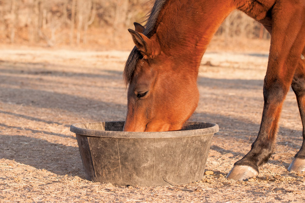 Horse eating from a grain dish