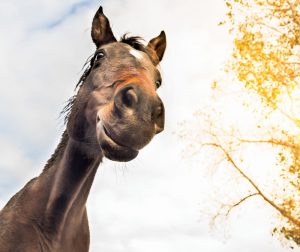 Vet Adventures: Not So Innocuous