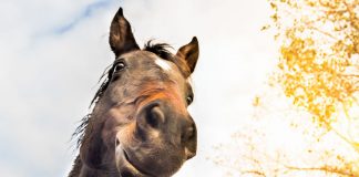 Horse face from below