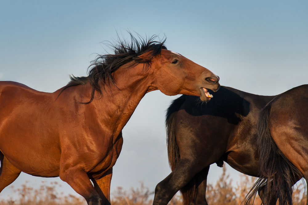 Horse biting in a herd