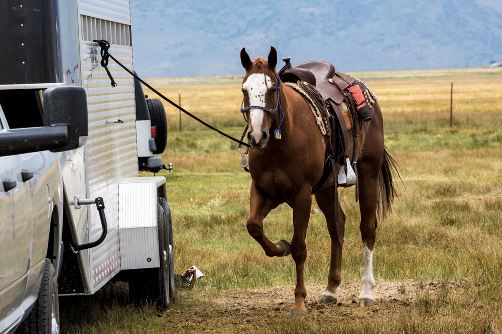 Pawing horse tied to trailer
