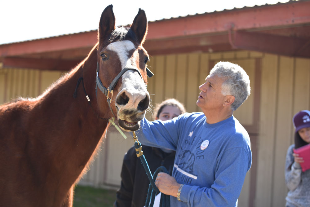 Veterinarian evaluating a surrendered horse