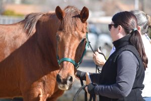 Caring for Horses Through Tough Times