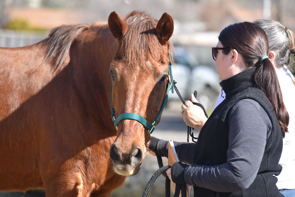 Volunteer working with a surrendered horse