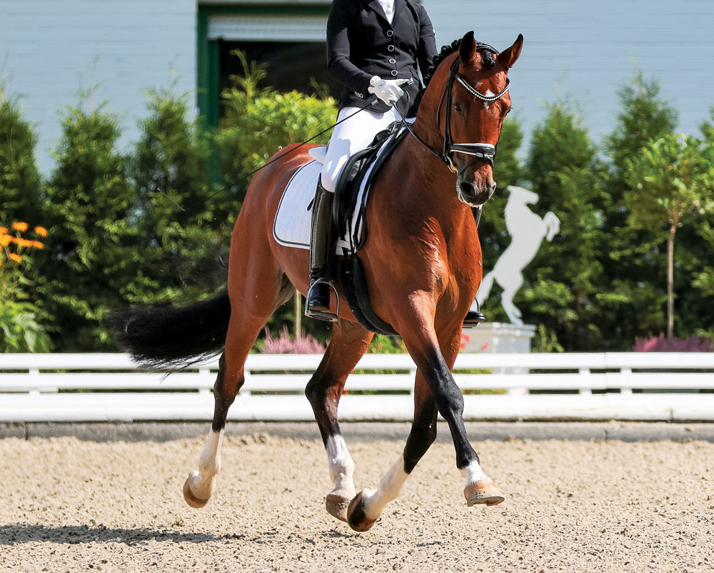 Dressage horse