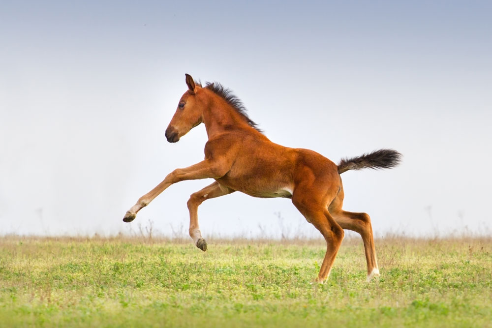 Frolicking foal