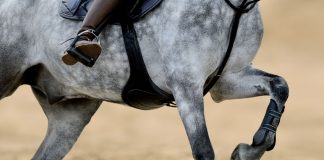 Gray horse's legs