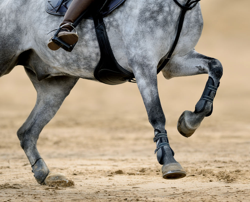 Gray horse's legs