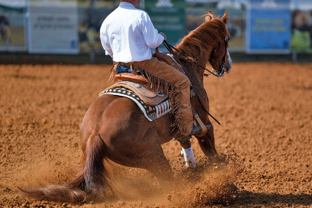 Reining horse performing a sliding stop