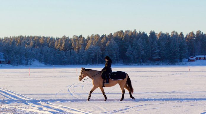 horseback riding in the snow