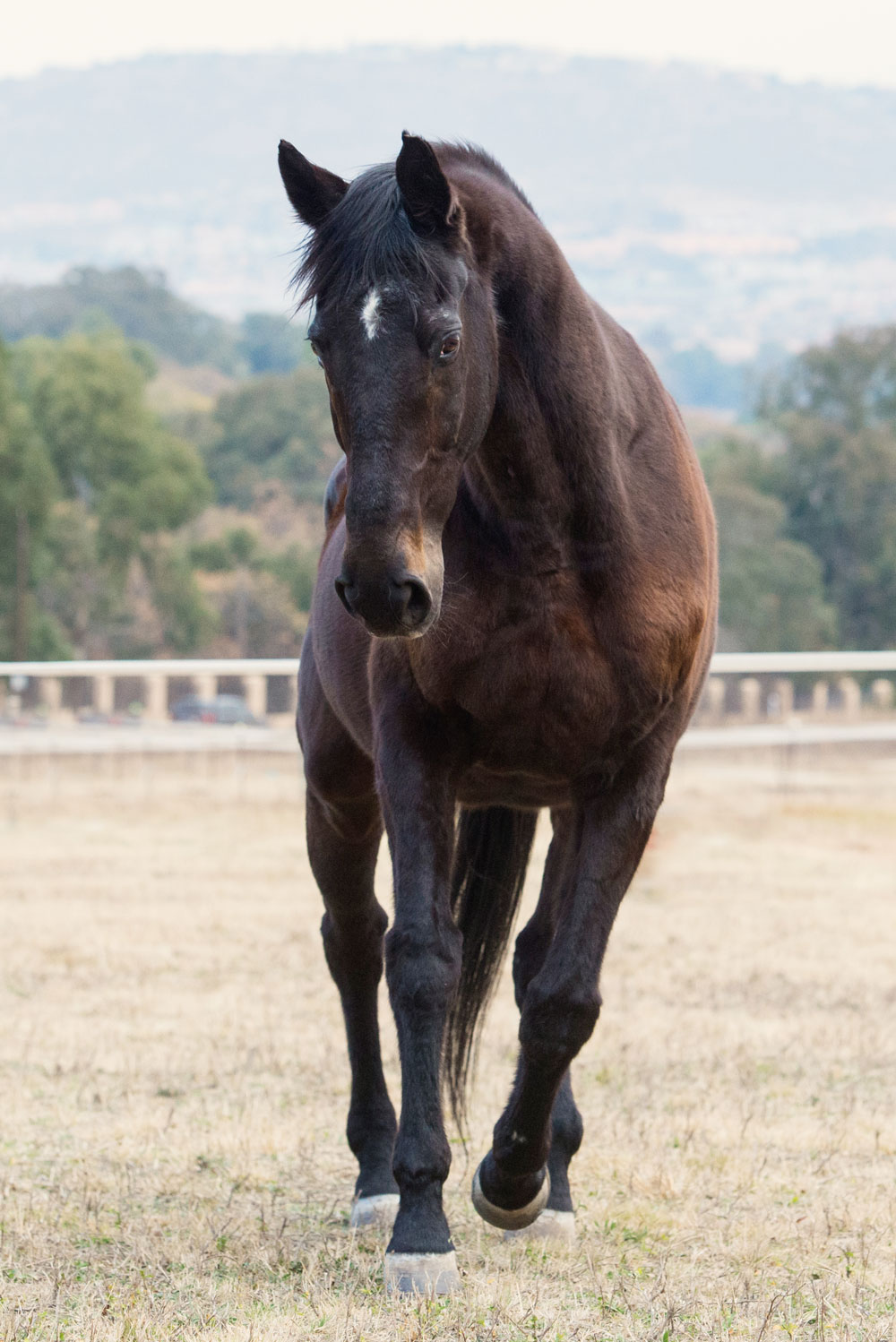 Senior horse in a field