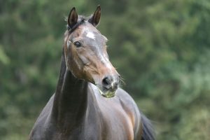 Super Senior Horse Care