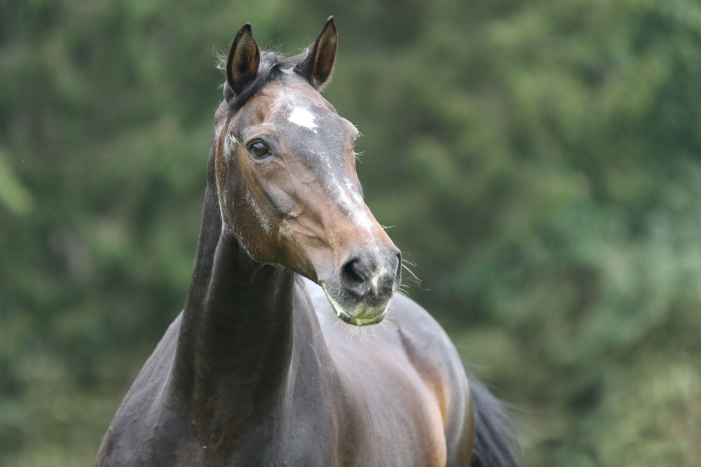 Senior horse with alert expression