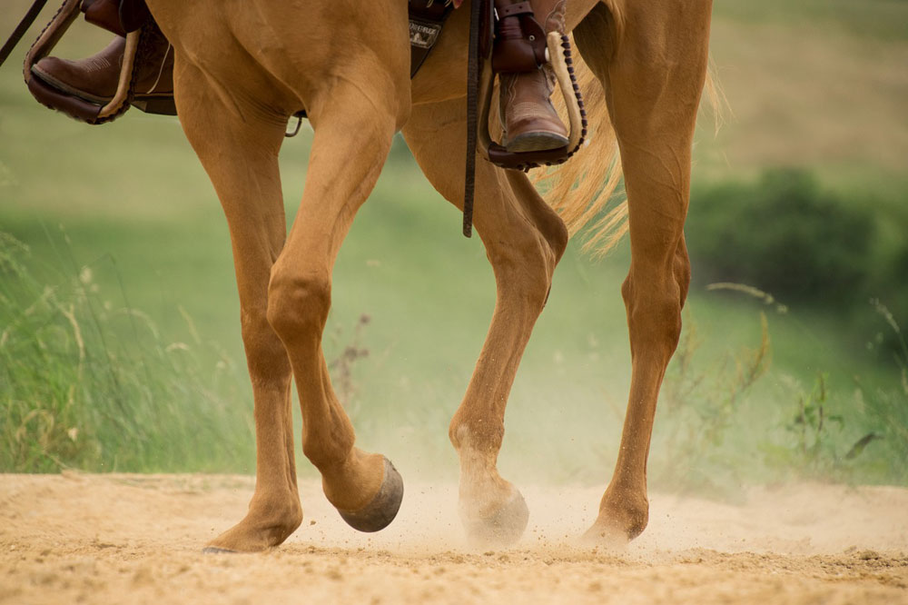 Western horse legs jogging