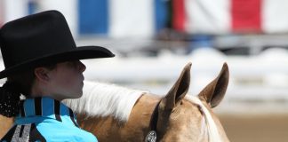 Palomino Quarter Horse showmanship