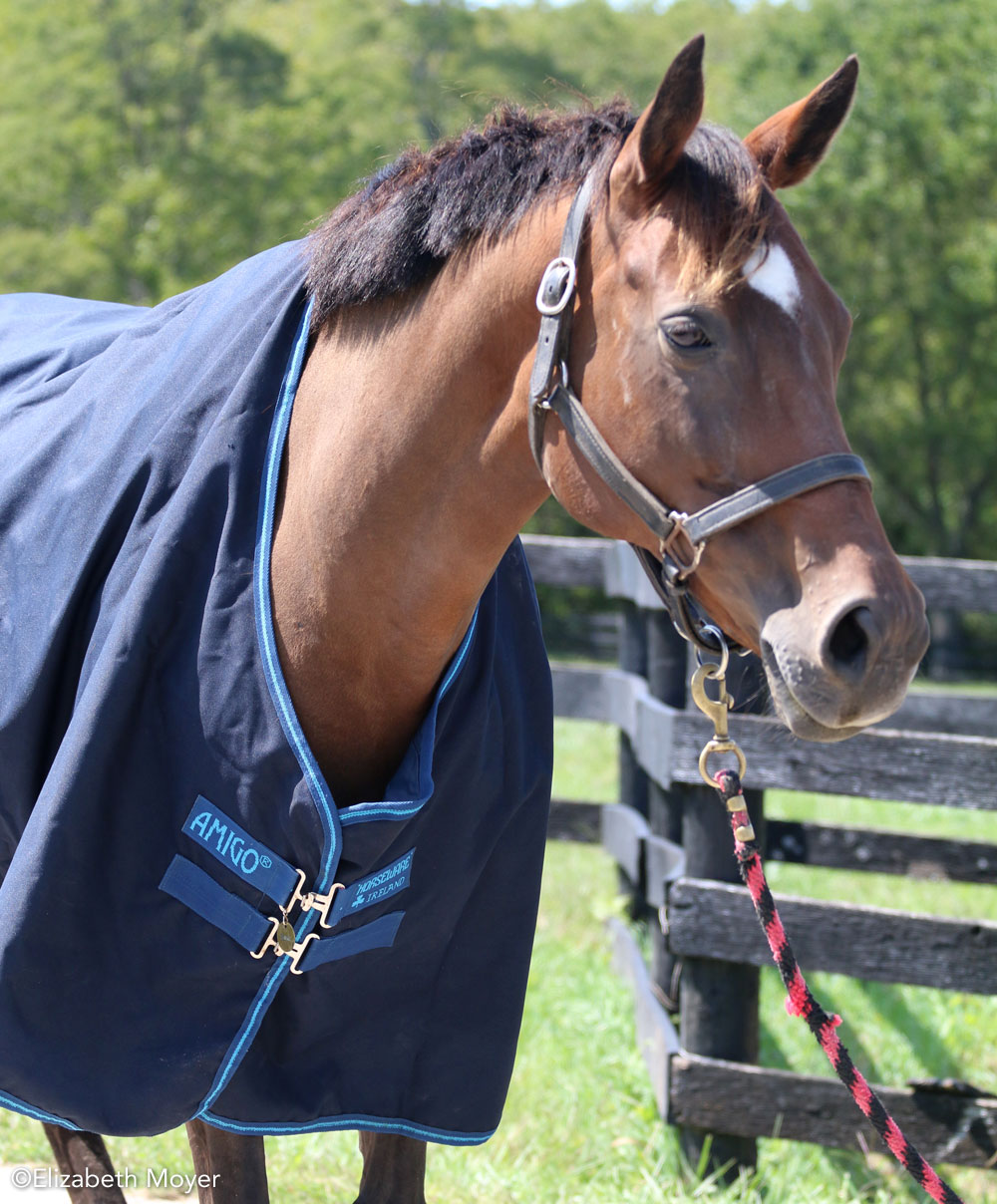 Horse Blanketing Guide How And What To Blanket Horse Illustrated