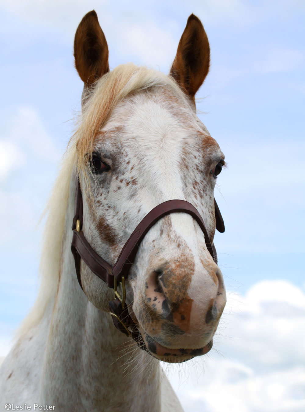 Appaloosa horse - annual horse wellness program