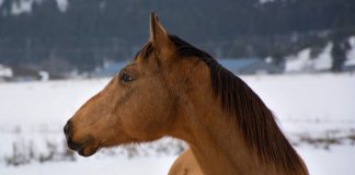 Buckskin horse in the snow