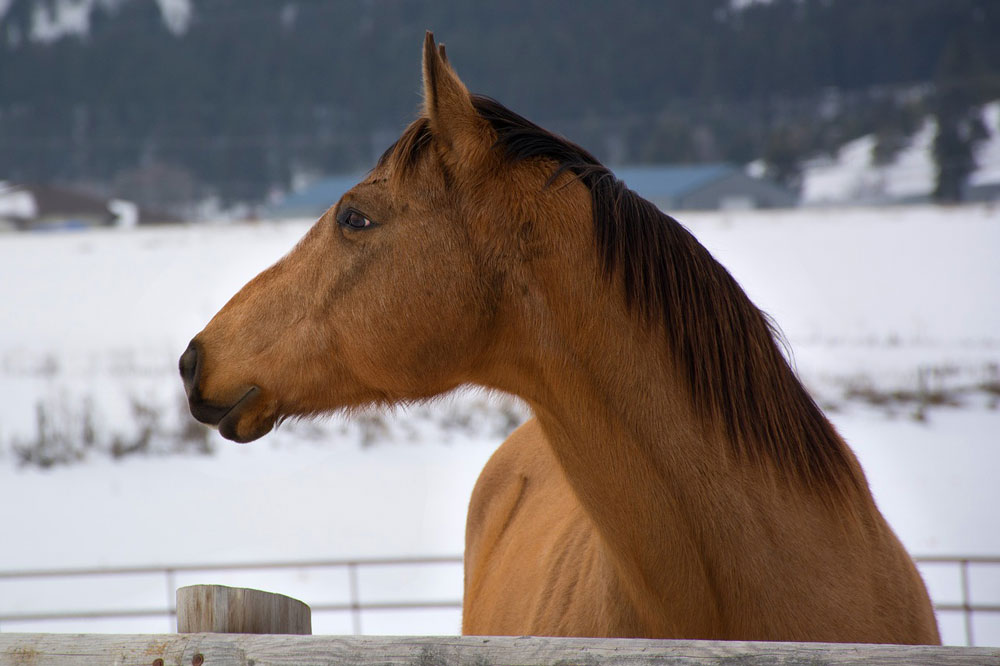 Buckskin horse in the snow