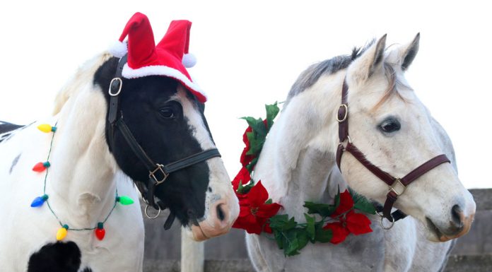 Ponies wearing Christmas decorations