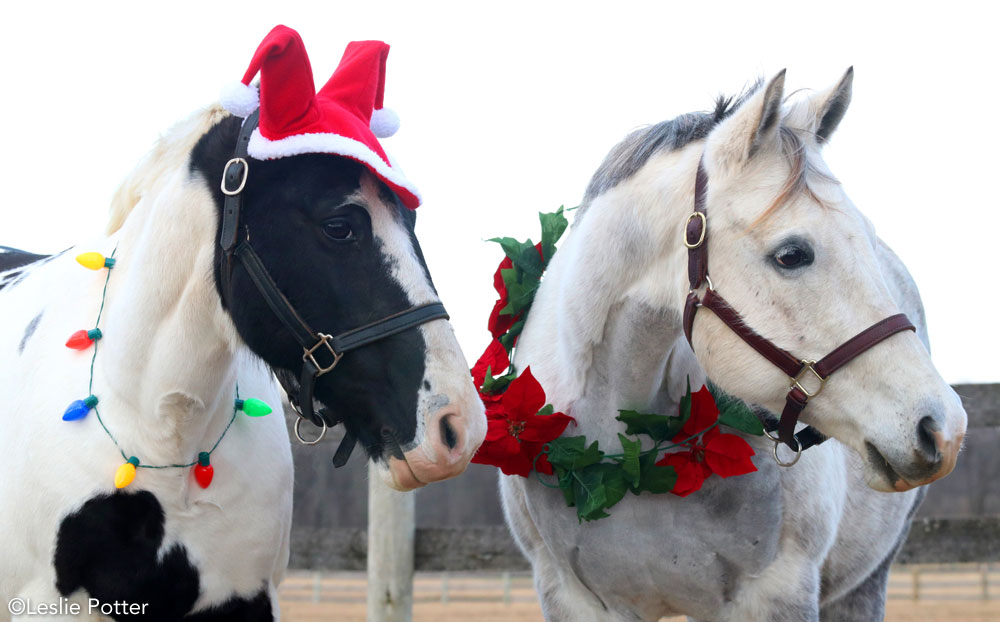 Ponies wearing Christmas decorations