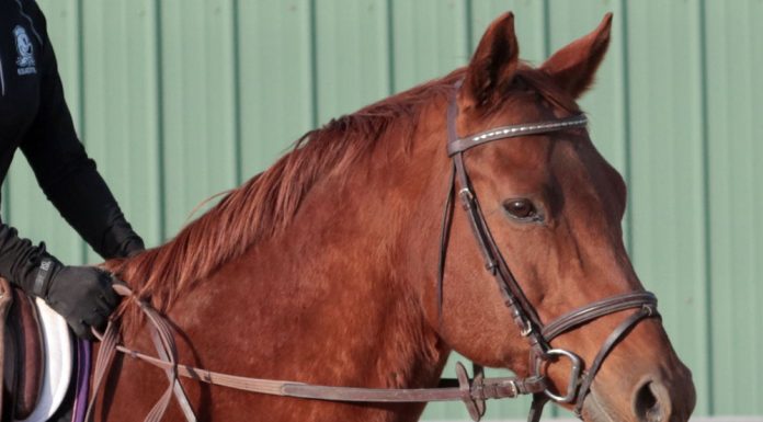 English horse head shot
