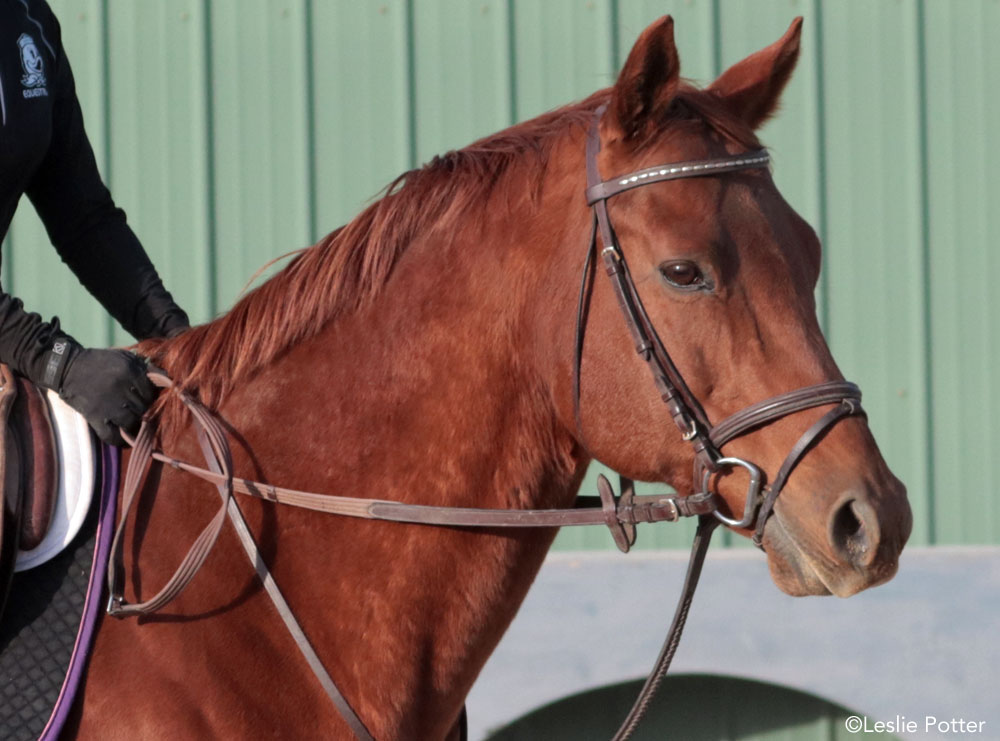 English horse head shot