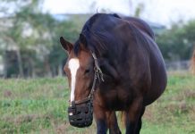 Overweight horse wearing a grazing muzzle