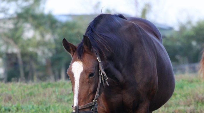 Overweight horse wearing a grazing muzzle