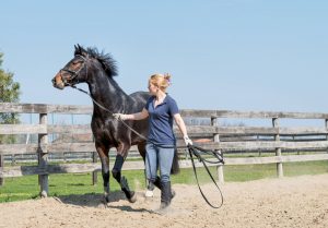 Groundwork Exercises for Horses