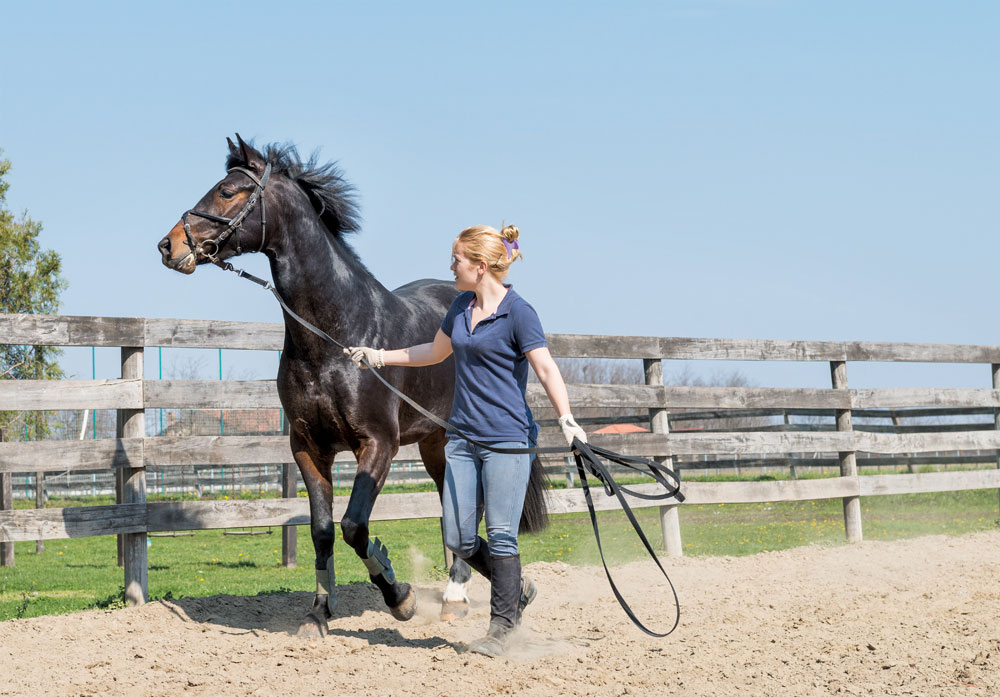 Groundwork with a horse