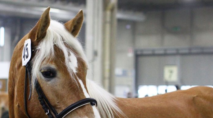 Haflinger horse being shown in-hand
