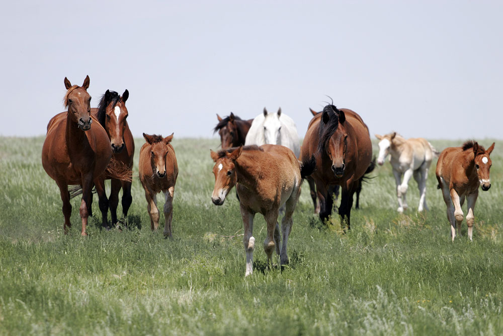 Herd of mares and foals