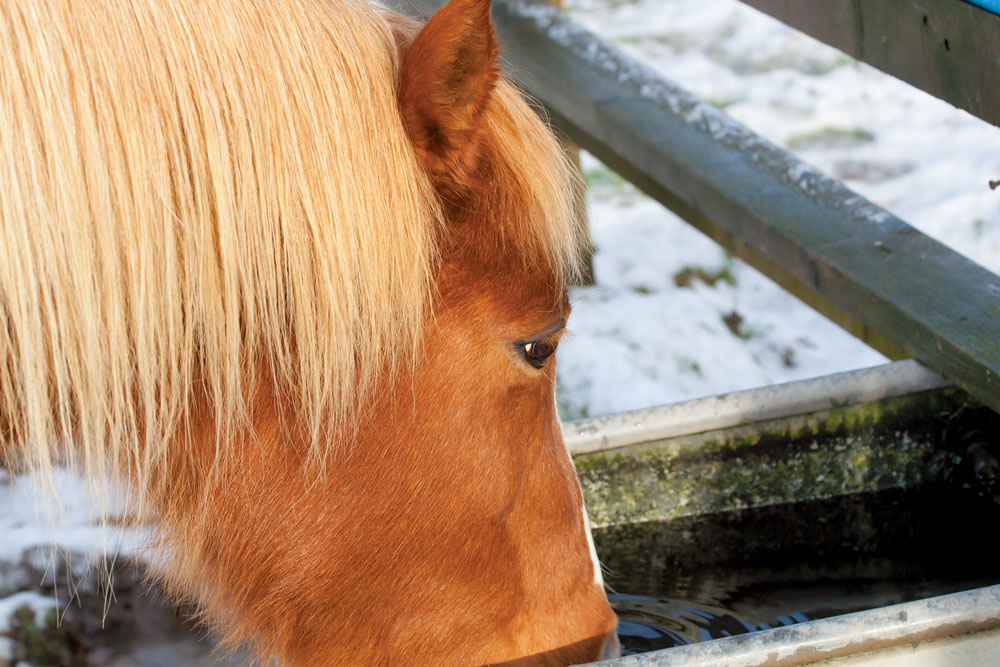 Horse drinking water in winter