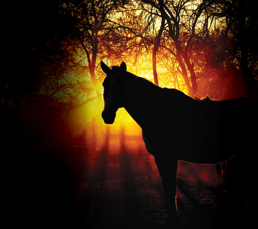 Silhouette of a horse