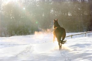 Winter Wellness for Horses