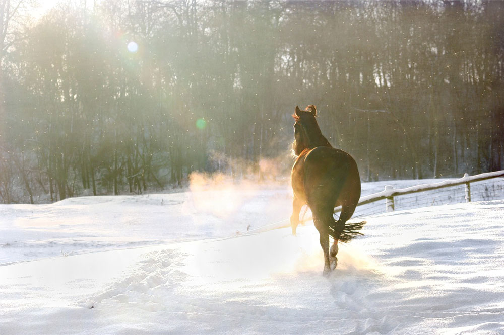 Horse running in the snow