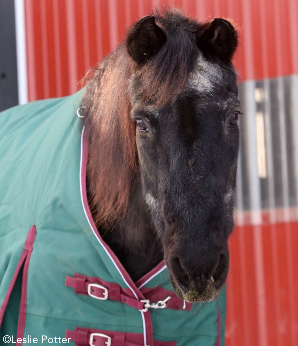 Senior horse wearing a turnout blanket