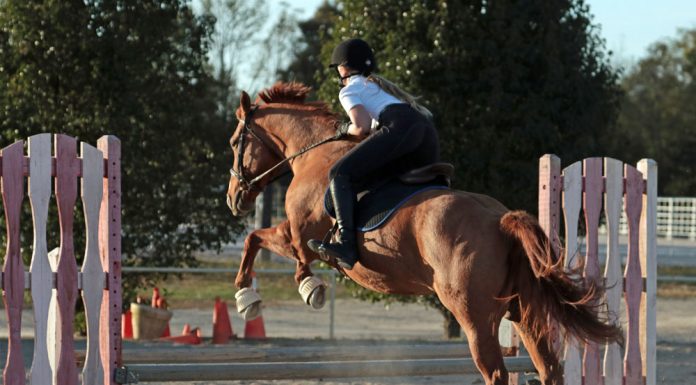 Young rider practing jumping