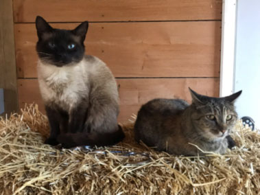 Two barn cats